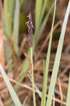 Barratt's sedge